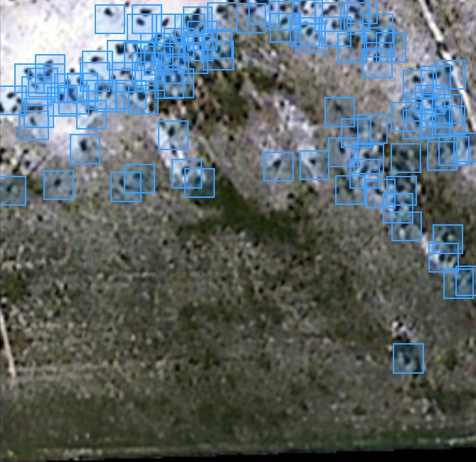 Aerial multispectral image with cattle detection boxes